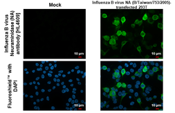 Anti-Influenza B virus Neuraminidase (NA) antibody [HL4609] used in Immunocytochemistry/ Immunofluorescence (ICC/IF). GTX644473